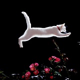 White Cat leaping over roses