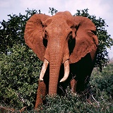 Bull elephant facing us
