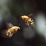 Male Carpenter Bees fighting