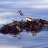 Mud Skippers & dragonfly