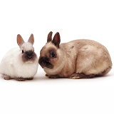 Netherland Dwarf rabbits