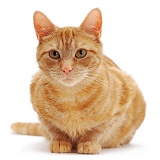 Ginger female cat crouching
