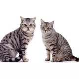 Male and female silver tabby cats