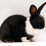 Black-and-white Dutch rabbit