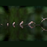Mosquito hatching sequence