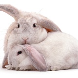 Rabbit mother and youngster