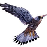 Kestrel male in flight