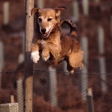Terrier-cross dog jumping fence