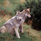 Grey Wolves sitting