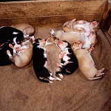 Border Collie puppies in a whelping box