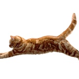 Ginger cat leaping