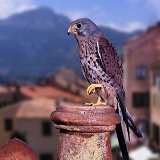 Kestrel male perched