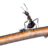 Wood Ant defensive