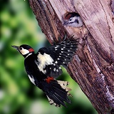 Great-spotted Woodpecker at nest hole