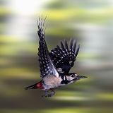 Great Spotted Woodpecker in flight