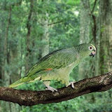Yellow-fronted Amazon Parrot