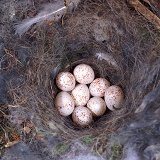 Great Tit nest with eggs