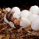 Red Jungle Fowl chick in nest