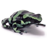 Green poison-arrow frog