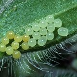 Woundwort Shieldbug eggs