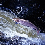 Atlantic Salmon leaping