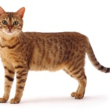 Brown spotted Bengal cat