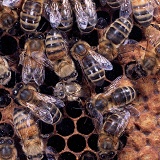Honey Bee new worker emerging