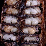 Honey Bee pupae in cells