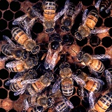 Honey Bee queen surrounded by workers