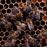 Honey Bee waggle dance