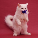 White Persian cat on pink