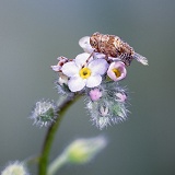 Plant hopper nymph