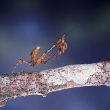 Stick mantis nymph