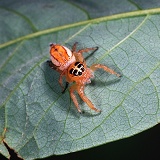 Orange jumping spider