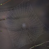 Dewy orb web