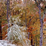Autumnal beech woodland with snow
