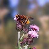 Giant hoverfly