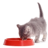 Kitten eating from a plastic bowl