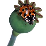 Eyed Ladybird