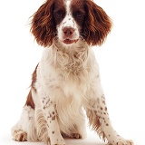 English Springer Spaniel