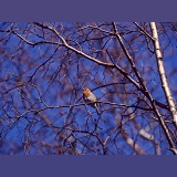 Robin singing in winter