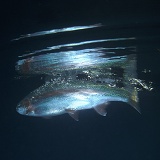 Rainbow trout at surface