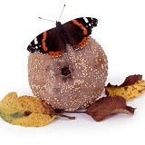 Red Admiral on rotten apple