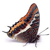 Two-tailed Pasha Butterfly
