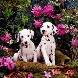Dalmatian pups among Rhododendron flowers