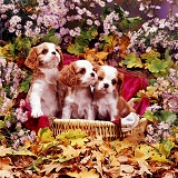 Cavalier King Charles pups among flowers
