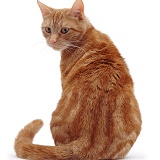 Ginger cat sitting looking round over shoulder