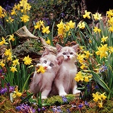 Kittens among Daffodils
