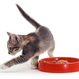 Kitten food covering