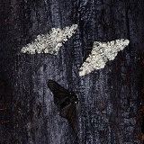 Peppered Moths on charred wood